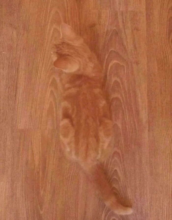 Funny Pets (21 pics)