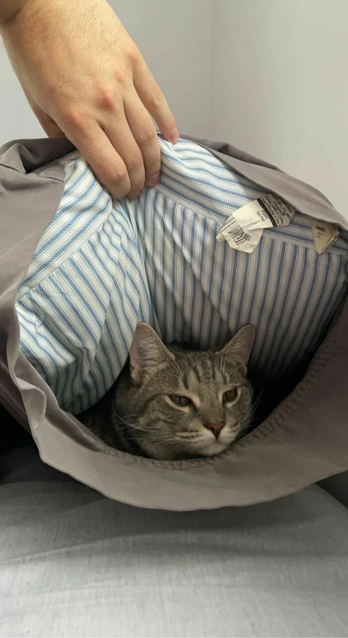 Funny Pets (21 pics)