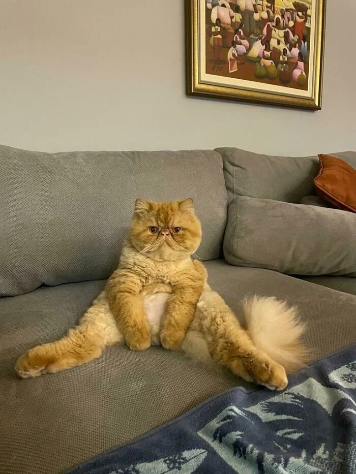 Funny Pets (21 pics)