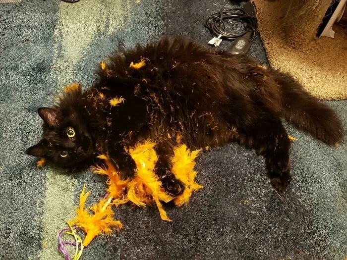 Funny Pets (21 pics)