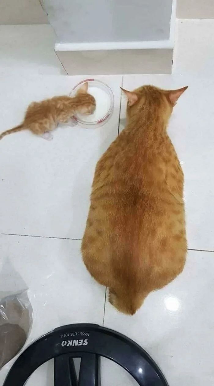 Funny Pets (21 pics)