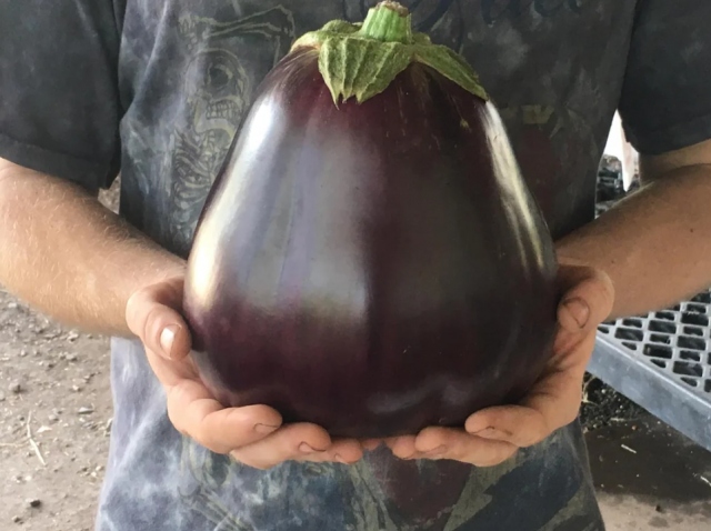 Giant Things (15 pics)