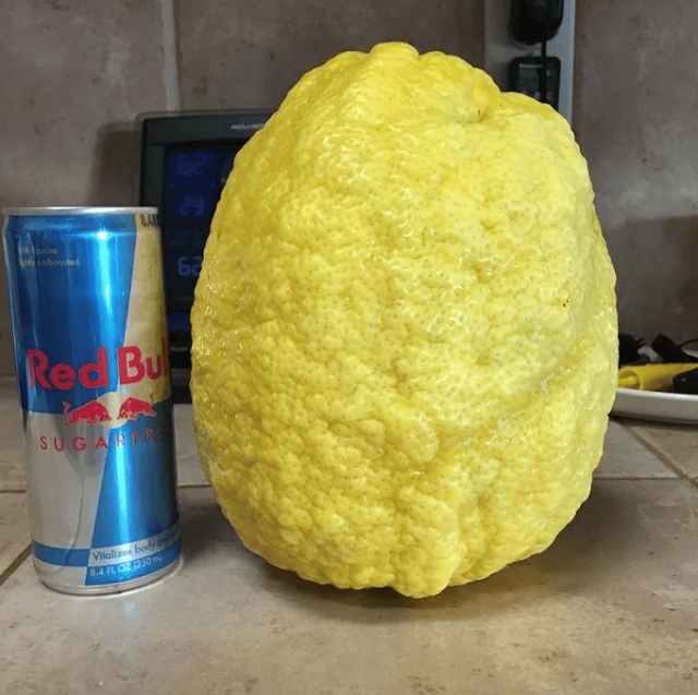 Giant Things (15 pics)