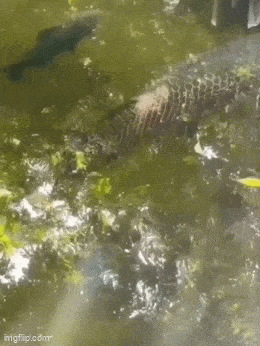 Acid GIFs, October 2 (25 gifs)