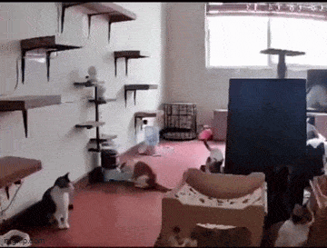 Acid GIFs, October 2 (25 gifs)