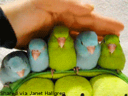 Acid GIFs, October 2 (25 gifs)