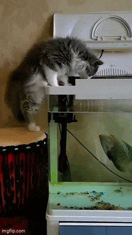 Acid GIFs, October 2 (25 gifs)