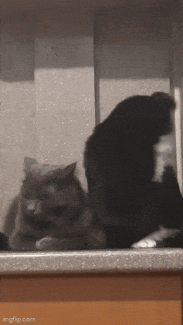 1759352403_10.gif