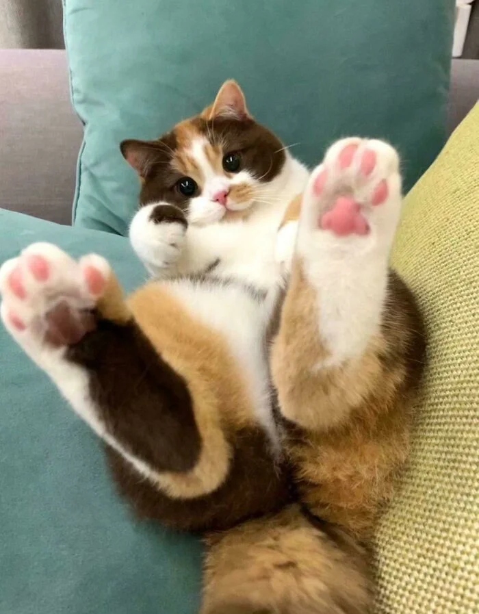 Photos For Cats Lovers (21 pics)