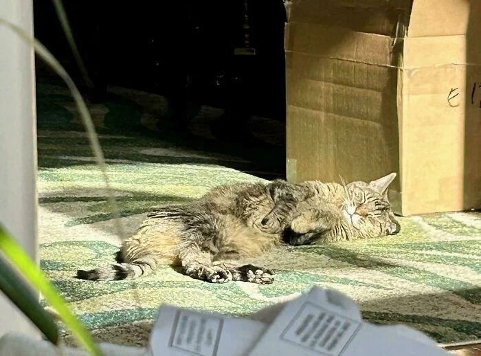 Photos For Cats Lovers (21 pics)