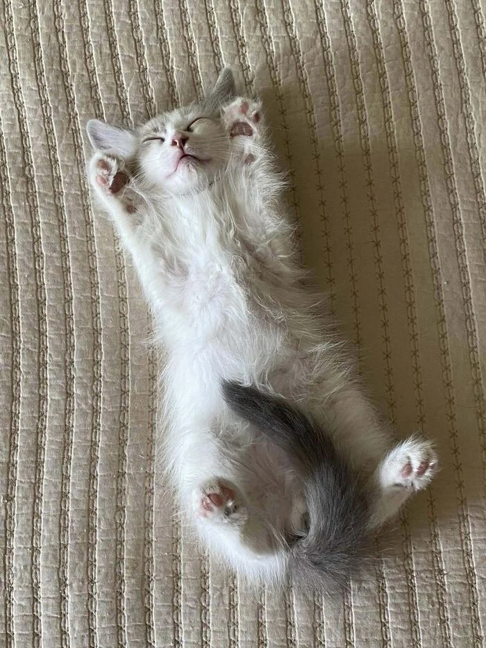 Photos For Cats Lovers (21 pics)