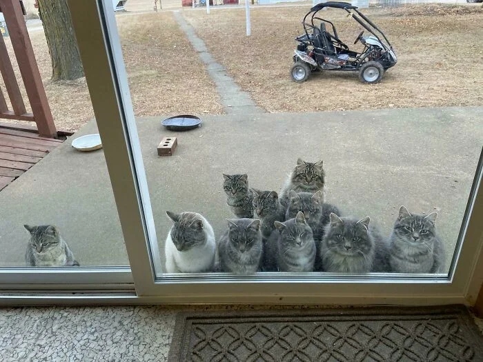 Photos For Cats Lovers (21 pics)