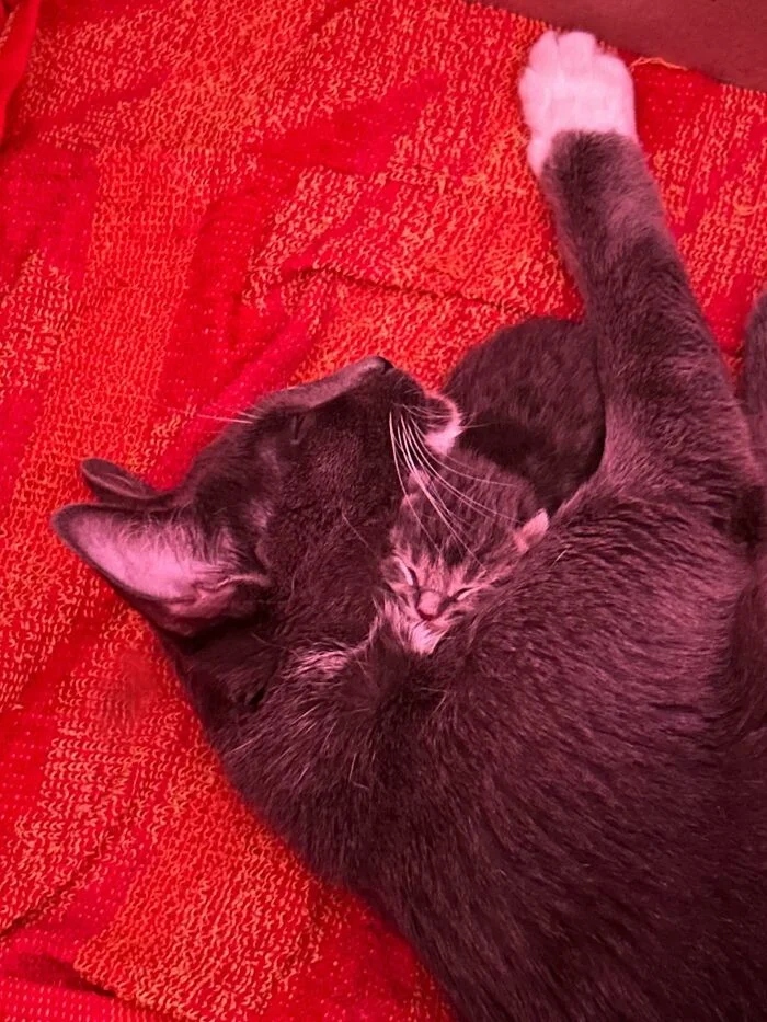 Photos For Cats Lovers (21 pics)