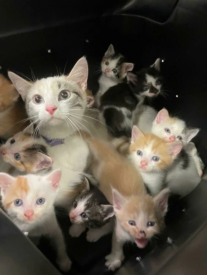 Photos For Cats Lovers (21 pics)