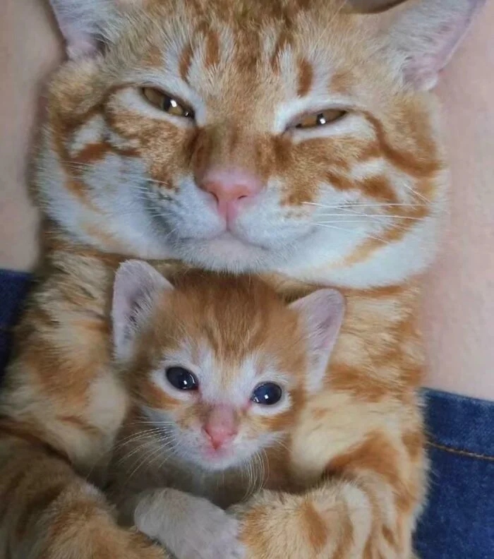 Photos For Cats Lovers (21 pics)