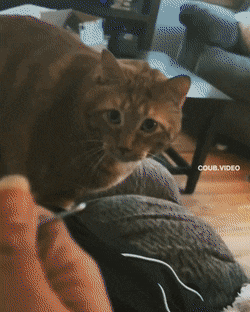Acid GIFs, October 3 (25 gifs) Acid GIFs, October 3 (25 gifs)