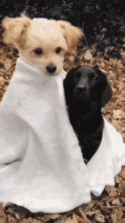 1759439932_6.gif