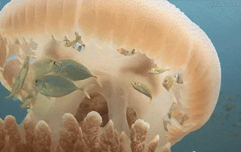 1759439947_20.gif