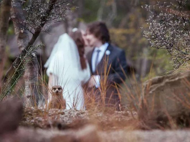 Funny Photobombs (19 pics)