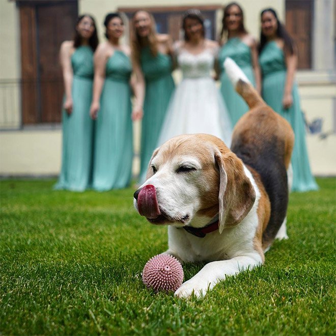 Funny Photobombs (19 pics)