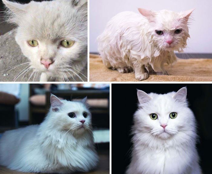 Adopted Pets (20 pics)