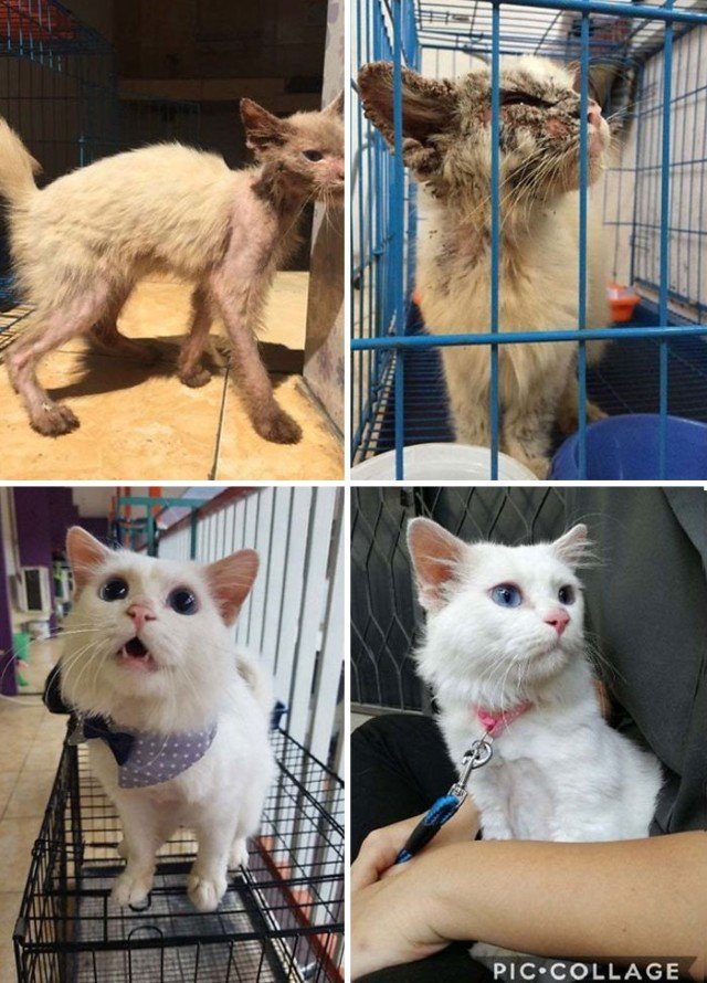Adopted Pets (20 pics)
