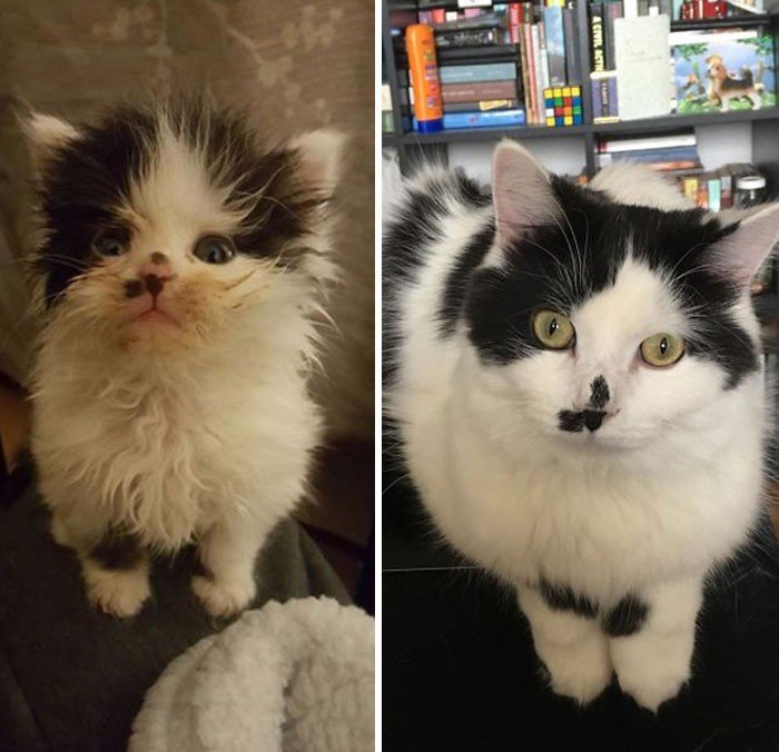 Adopted Pets (20 pics)