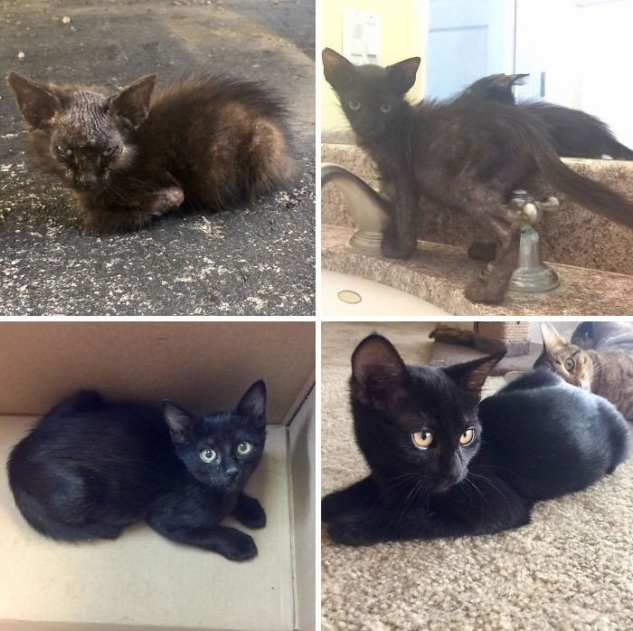 Adopted Pets (20 pics)