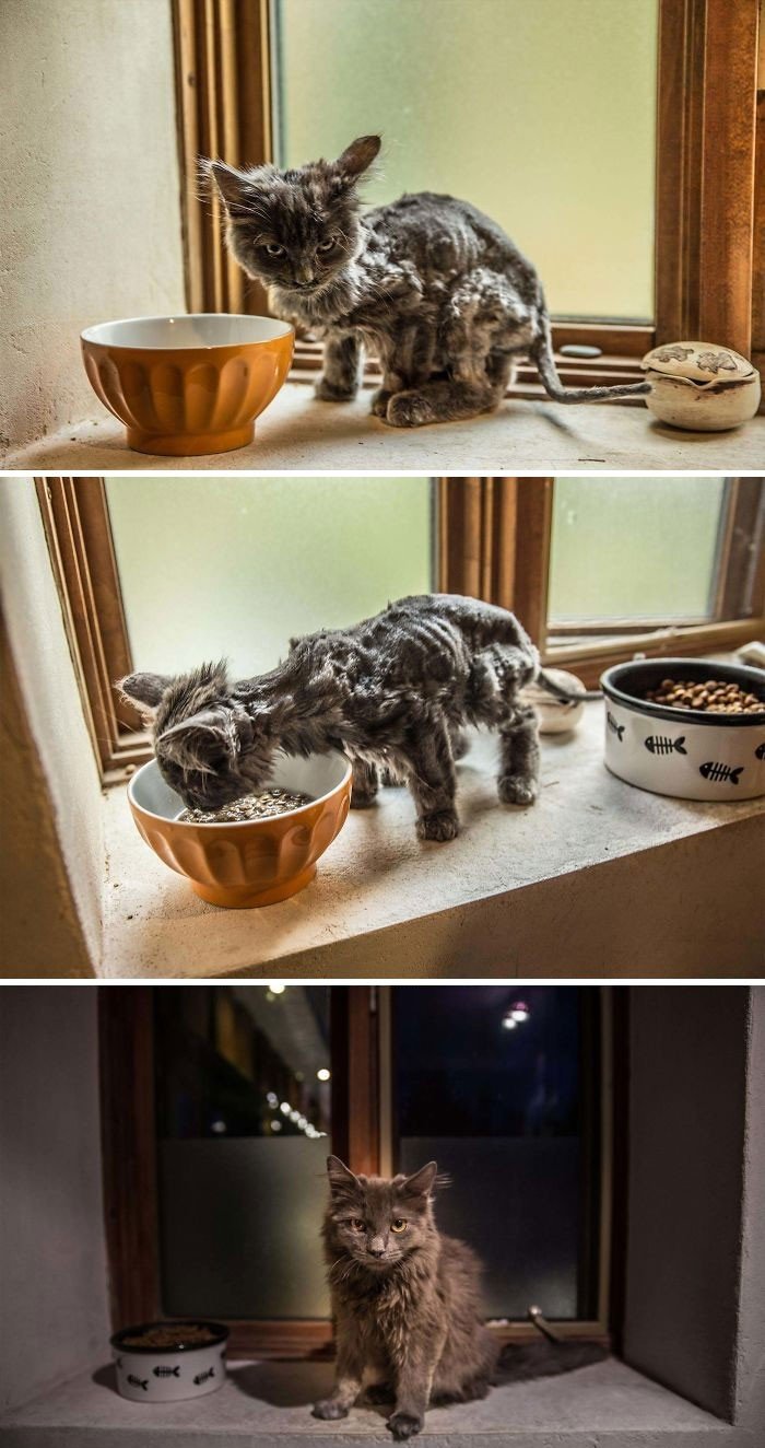 Adopted Pets (20 pics)