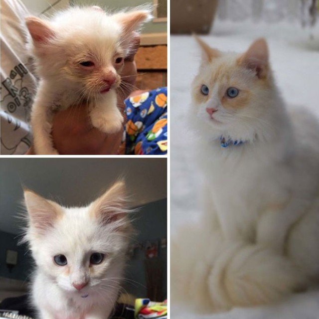 Adopted Pets (20 pics)