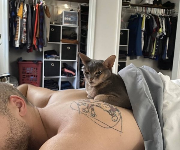 Funny Photos For Cats Lovers (19 pics)