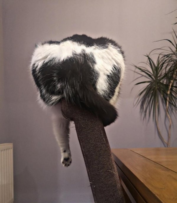 Funny Photos For Cats Lovers (19 pics)