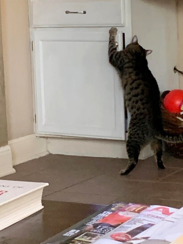 Funny Photos For Cats Lovers (19 pics)