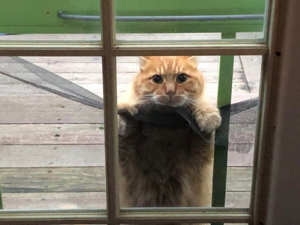 Funny Photos For Cats Lovers (19 pics)