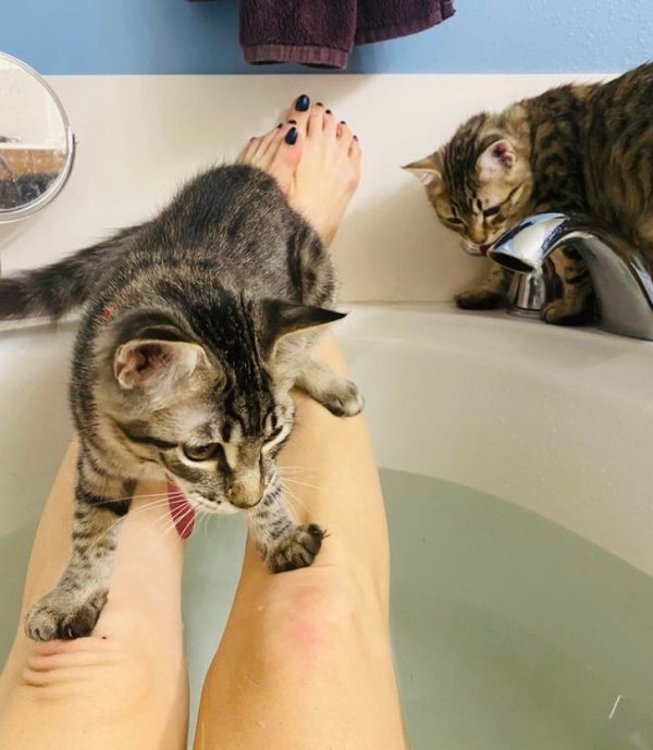 Funny Photos For Cats Lovers (19 pics)