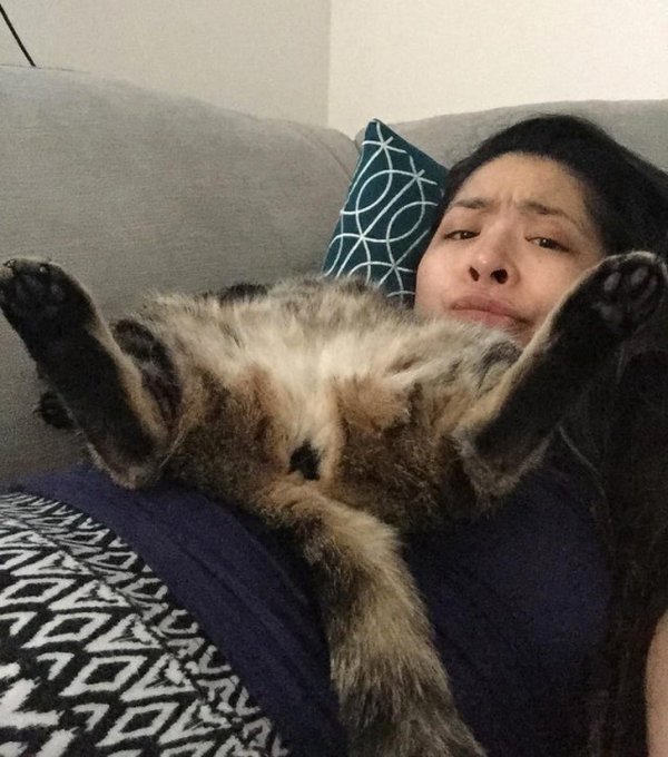 Funny Photos For Cats Lovers (19 pics)