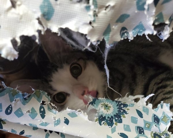 Funny Photos For Cats Lovers (19 pics)