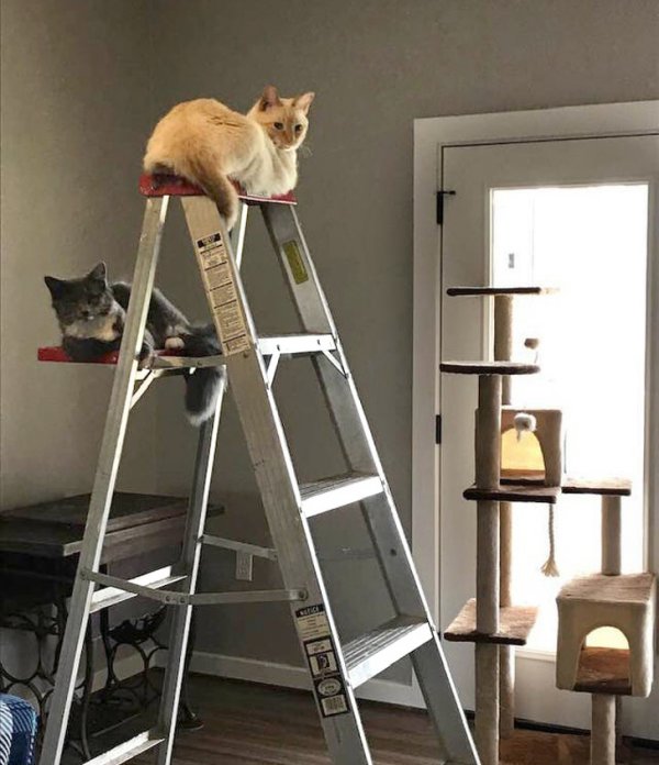 Funny Photos For Cats Lovers (19 pics)