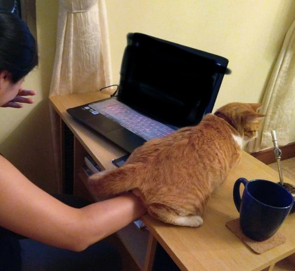 Funny Photos For Cats Lovers (19 pics)