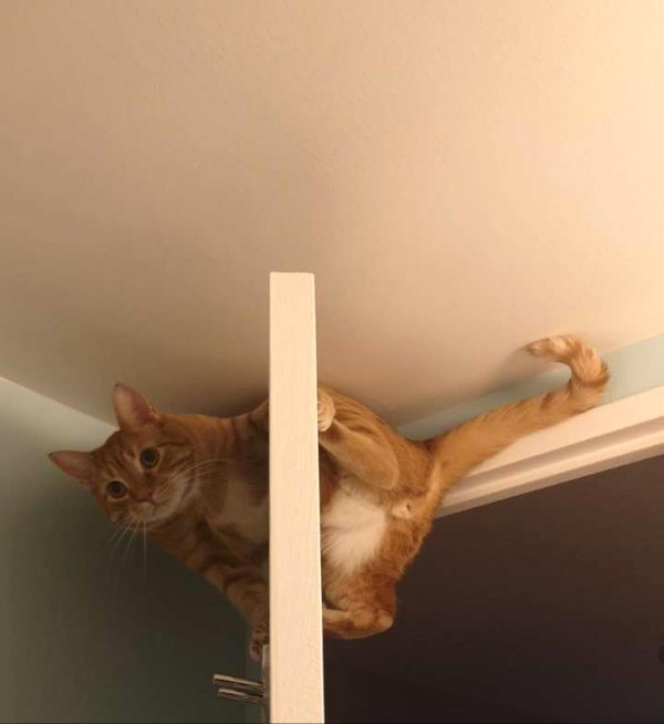 Funny Photos For Cats Lovers (19 pics)