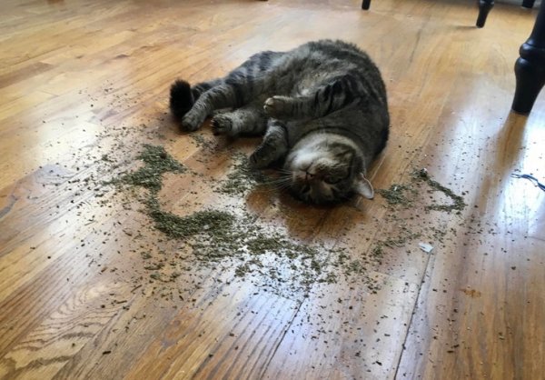 Funny Photos For Cats Lovers (19 pics)