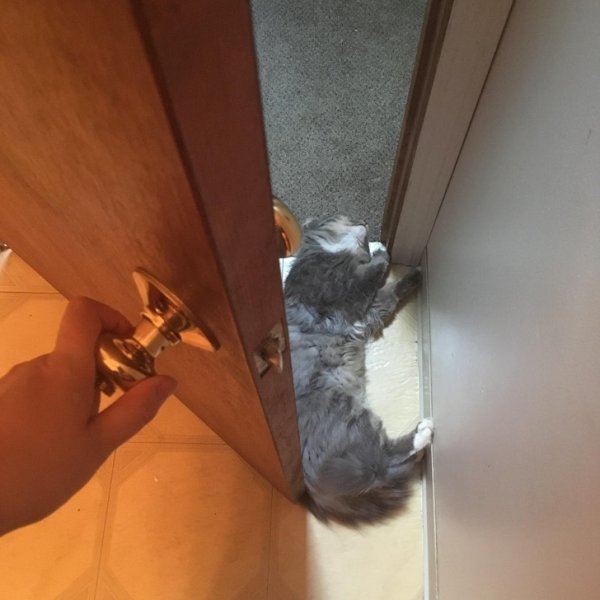 Funny Photos For Cats Lovers (19 pics)