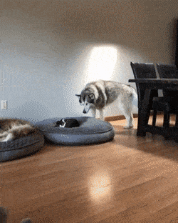 Acid GIFs, October 6 (25 gifs) Acid GIFs, October 6 (25 gifs)