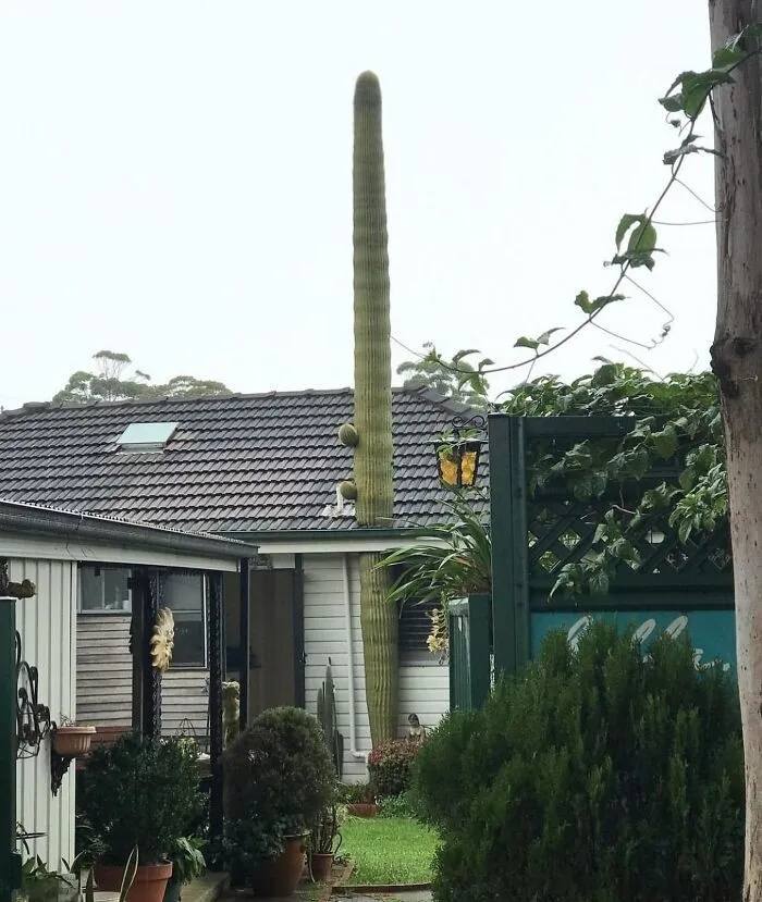 Strange Finds In The Gardens (25 pics)