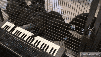 Acid GIFs, October 7 (25 gifs) Acid GIFs, October 7 (25 gifs)