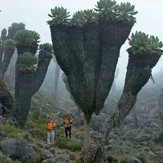 Amazing Sizes (23 pics)
