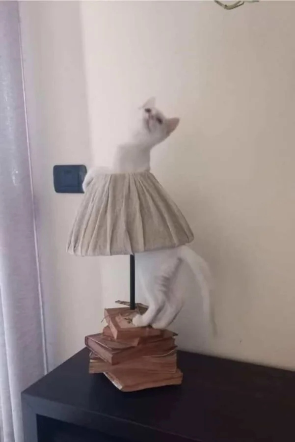 Funny Pets (20 pics)