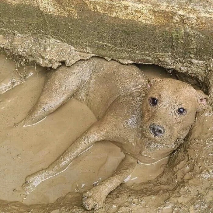 Funny Pets (20 pics)