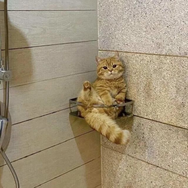 Funny Pets (20 pics)