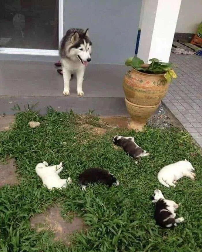 Funny Pets (20 pics)